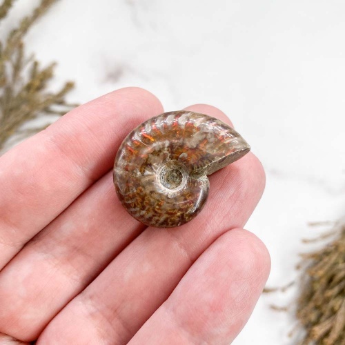 Аммонит Cleoniceras sp.