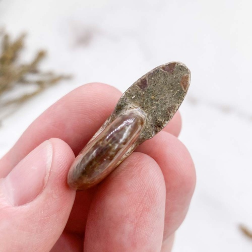 Аммонит Cleoniceras sp.