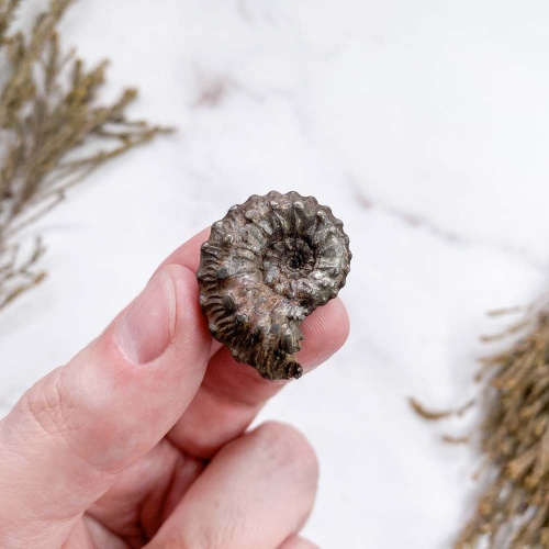 Аммонит пиритизированный