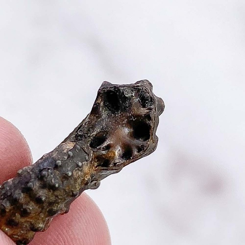 Аммонит пиритизированный