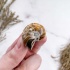 Наутилус