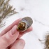Наутилус